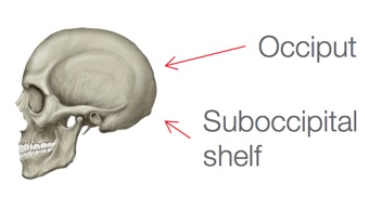 Human skull with the occiput and suboccipital shelf pointed out with red arrows. 
