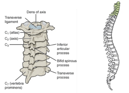 Anatomical breakdown of the spine from C1 atlas to C7 vertebra prominens and neck flexion. 
