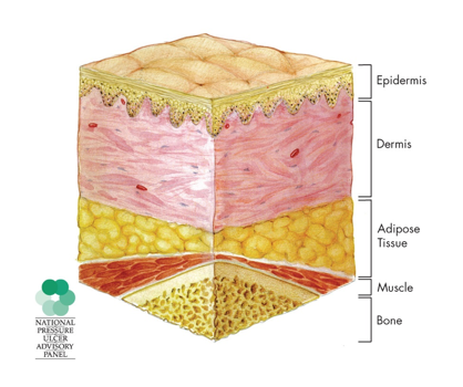 Anatomical drawing of the skin layers from the outer epidermis to inner muscle and bone. 