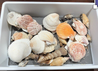 Shells in a bin