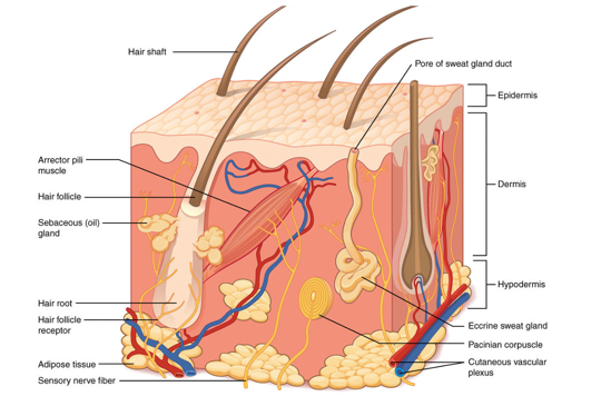 Diagram of the skin layers