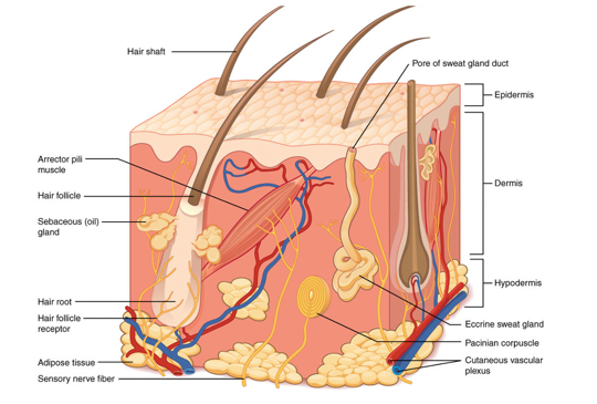 Scar Tissue Re-Organization Techniques - Tennessee Sports Medicine