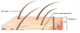 Epidermis layer of skin