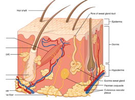 Full thickness of the epidermis, dermis and hypodermis