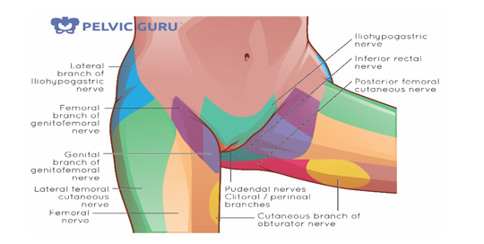 Understanding the Pelvic Floor Muscles and Pelvic Pain - Somatic