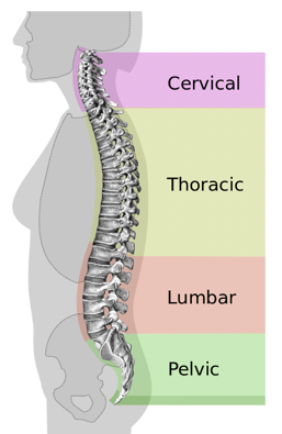 The Most Important Benefit of Maintaining a Neutral Posture