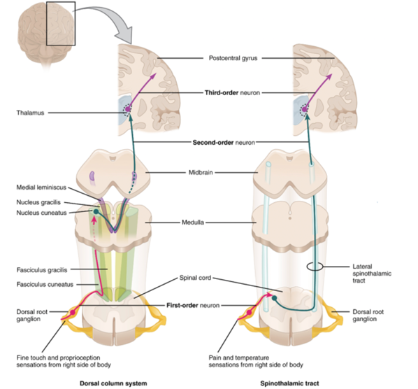 Dorsal column system and spinothalamic tract