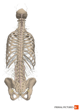 Rear view of the spinal cord