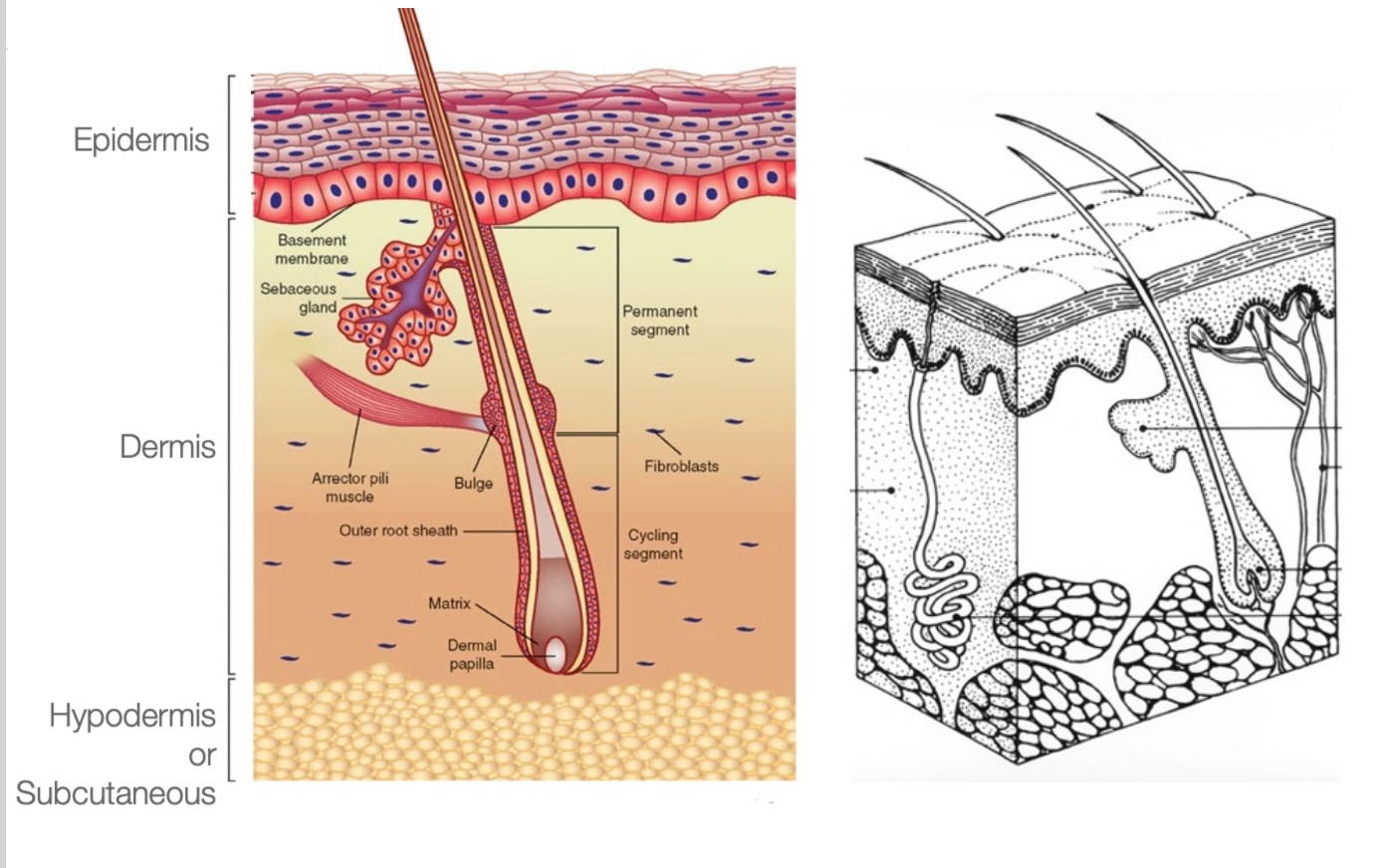 Skin anatomy