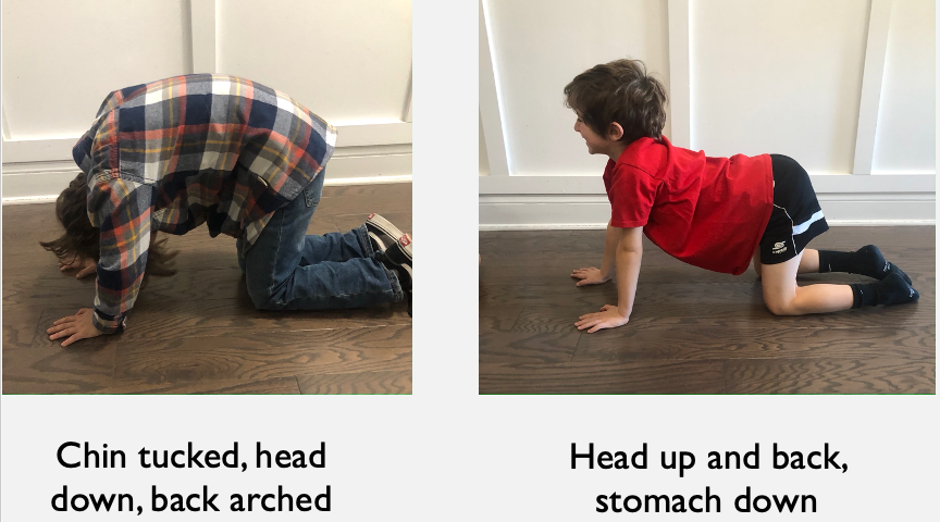 Exercise positions for the STNR in quadruped with both a rounded and arched back