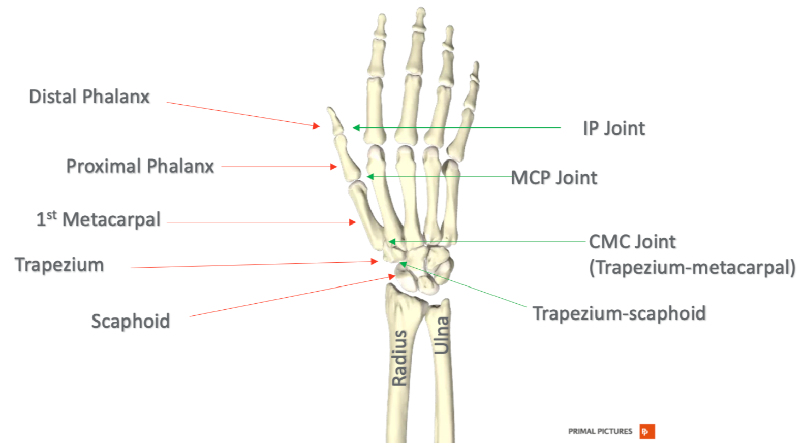 carpometacarpal joint