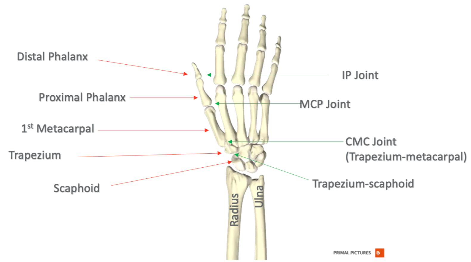 Thumb Anatomy Joints