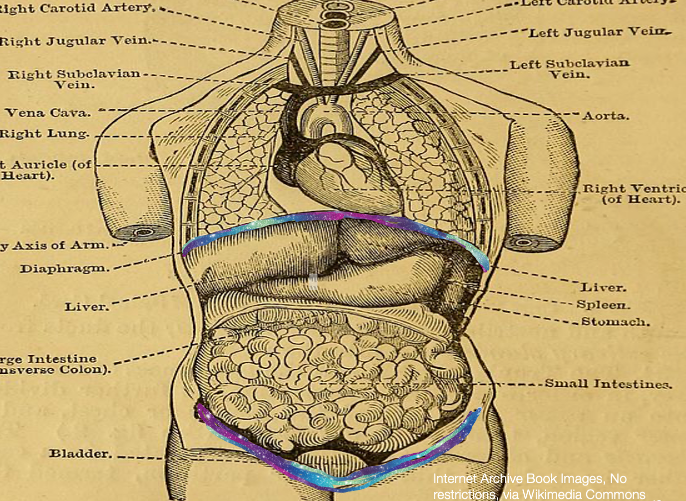 The effectiveness of supportive underwear in women with pelvic organ  prolapse: a pilot study