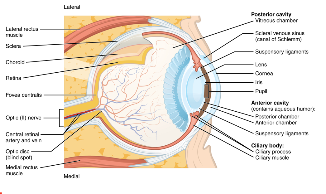 a) Example of measurement of the movement of eye-closure and