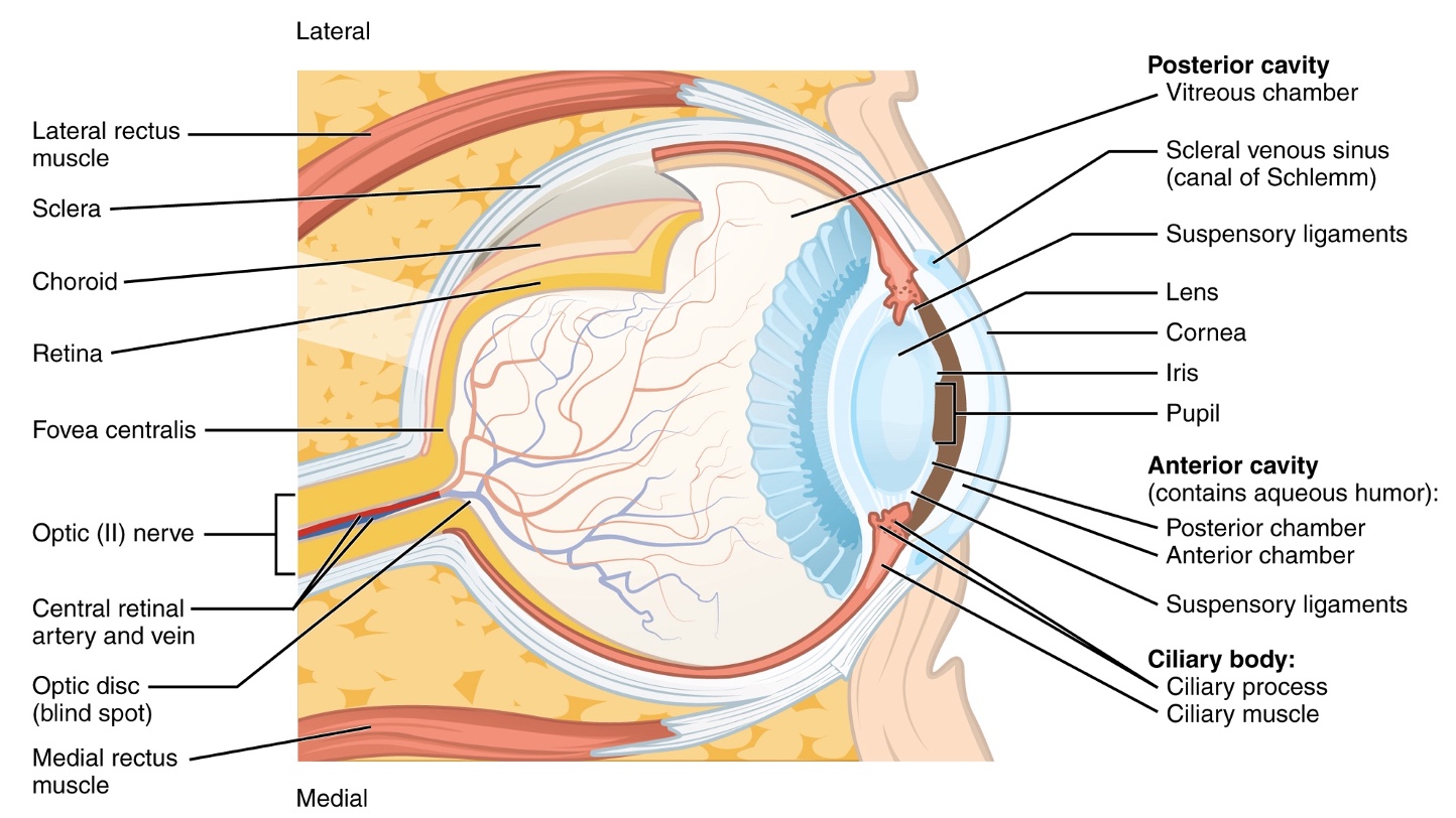 Retina: Anatomy, Function, and Treatment