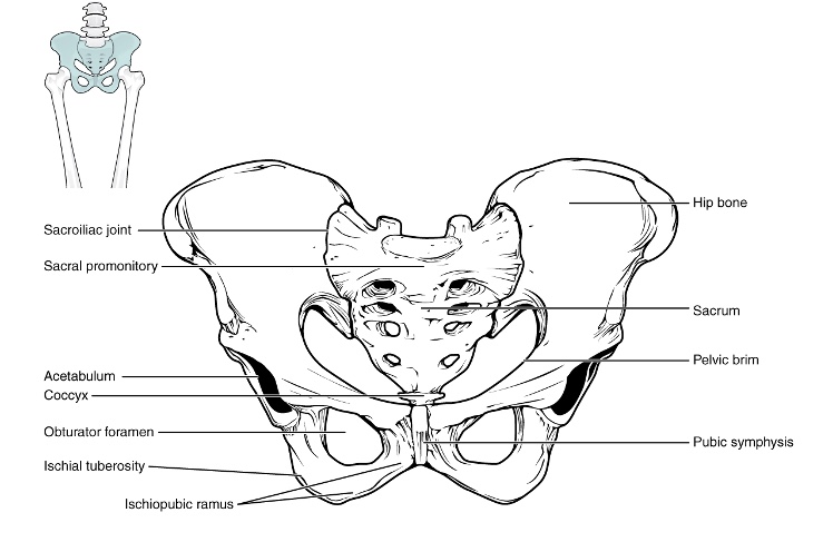 Therafin Wheelchair Hip Pad : wheelchair hip positioning guide