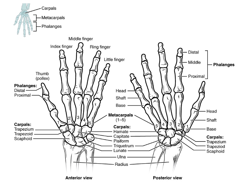 Lesson 1: Knife Skills Copy - The Trauma Recovery Institute