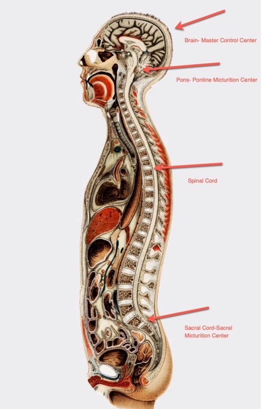 Pelvic Muscle Dysfunction And Continence Improvement: A Primer For