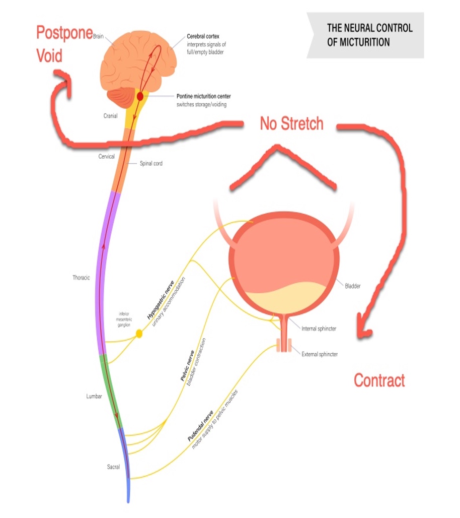 Bladder control during storage/filling phase (A) and micturition