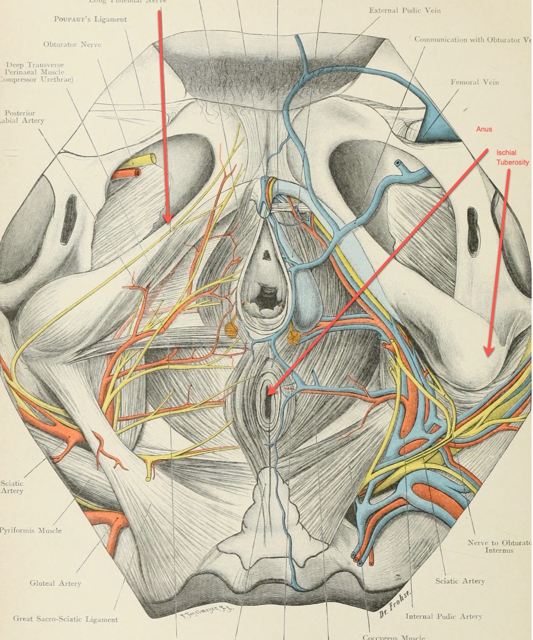 Pelvic Muscle Dysfunction And Continence Improvement: A Primer For  Occupational Therapy