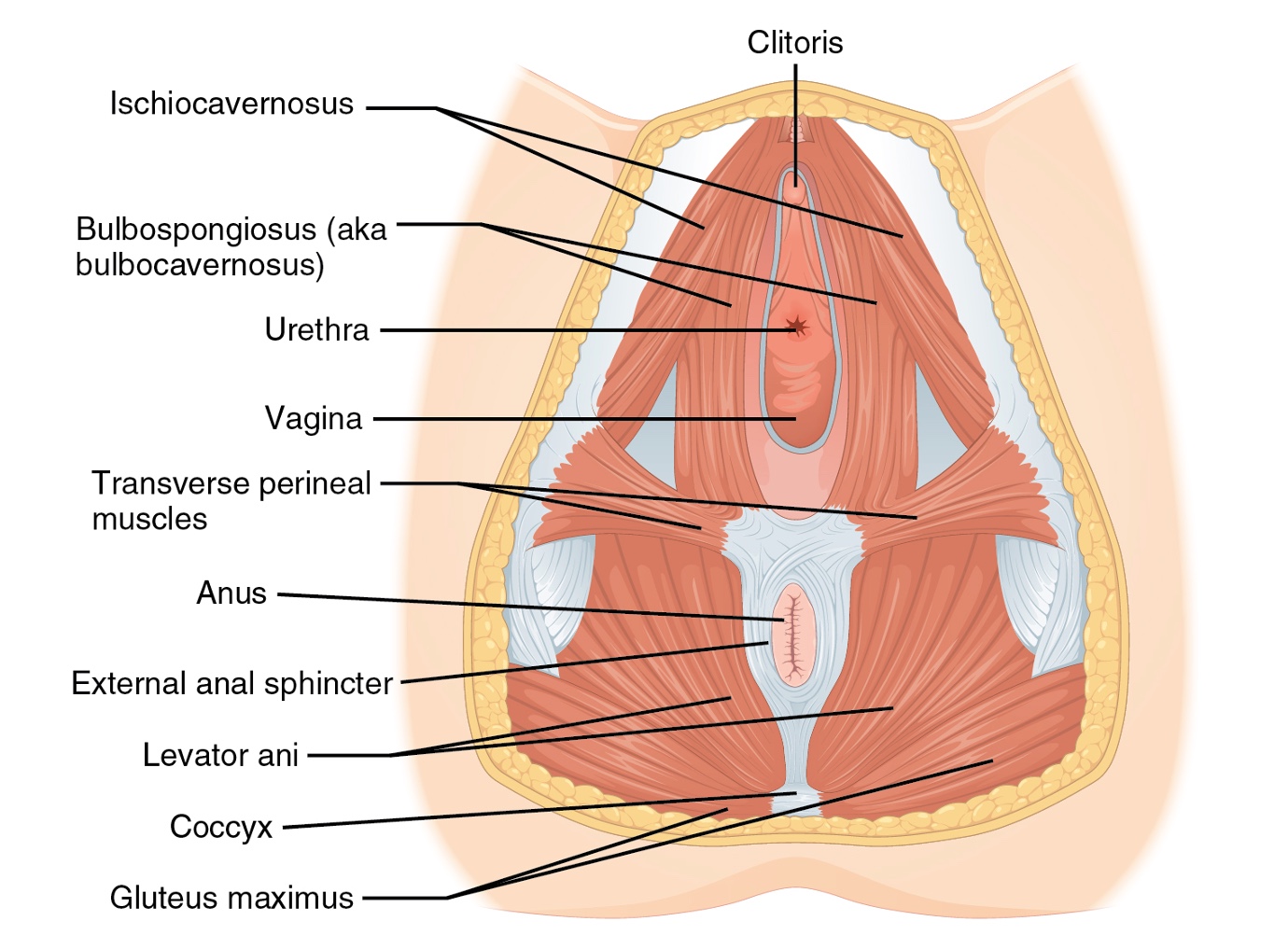 Unique, intensive curriculum helps patients retrain pelvic floor