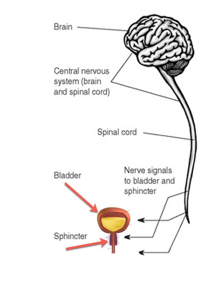 Change in urethral sphincter neuromuscular function during pregnancy  persists after delivery - American Journal of Obstetrics & Gynecology