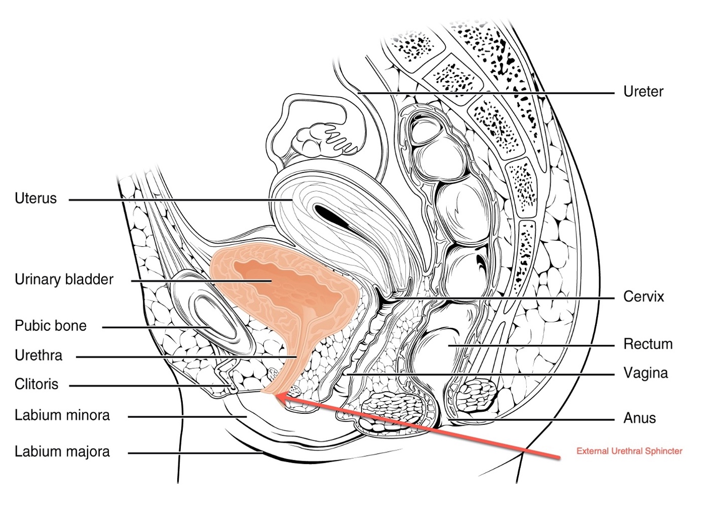 Change in urethral sphincter neuromuscular function during pregnancy  persists after delivery - American Journal of Obstetrics & Gynecology