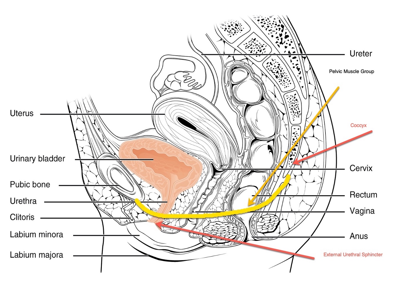 Change in urethral sphincter neuromuscular function during pregnancy  persists after delivery - American Journal of Obstetrics & Gynecology