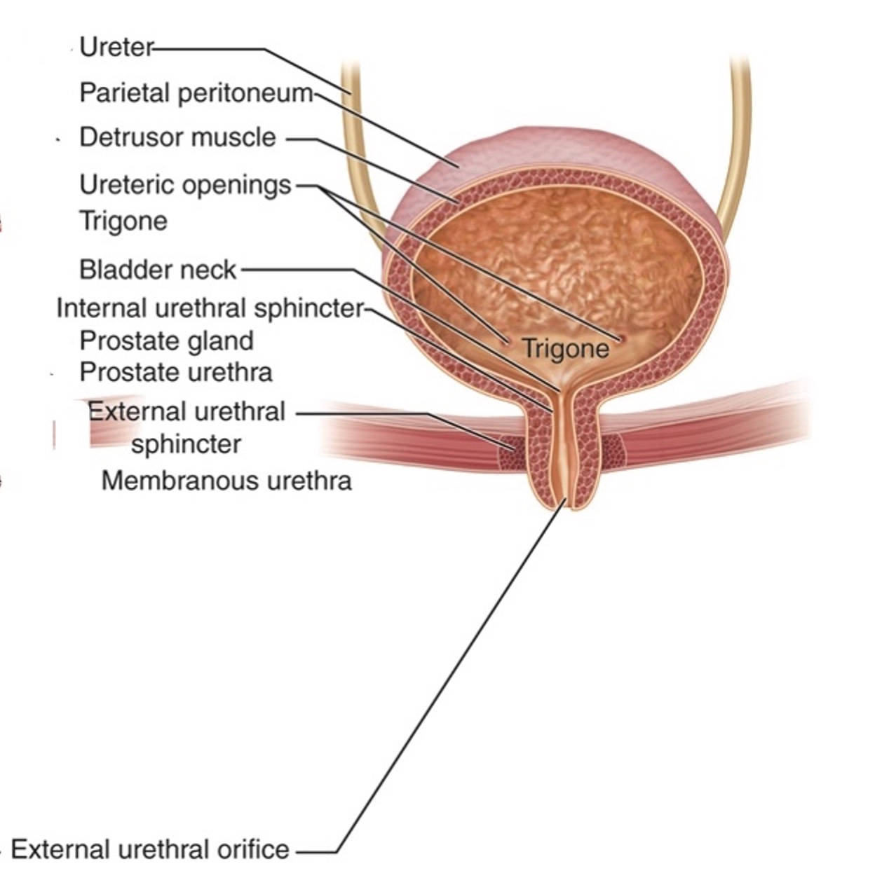 Daytime Accidents & Bladder Control Problems: Voiding Dysfunction