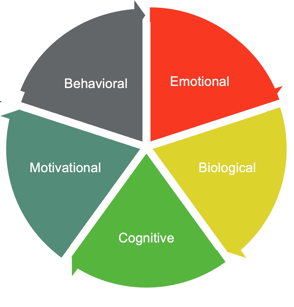 Physical cognitive and hot social emotional development in early childhood